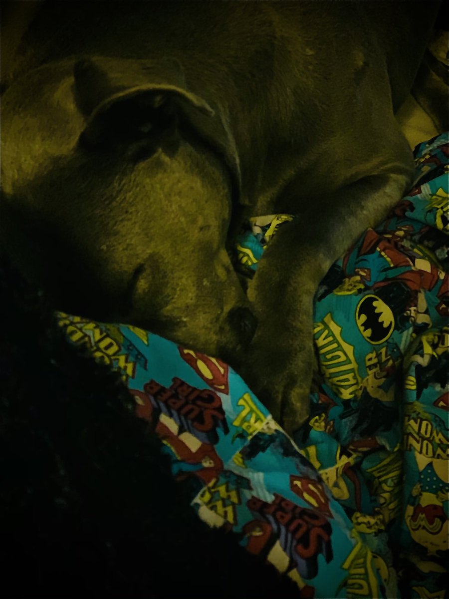 vaunery's tweet photo. Sleeping beauty. #pitbullawesome https://t.co/sldUxDipIU