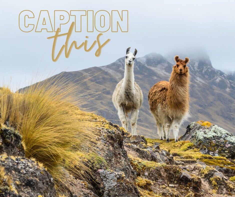 Elizabeth_Aniol's tweet photo. Our caption: "llama just tell you, I am so ready for my next vacation!"What's your caption? #instapassport #mytinyatlas #dametraveler #forahappymoment #unlimitedparadise #exploringtheglobe #roamtheplanet #traveldeeper #travelstoke #lonelyplanet #travelandlife #earthfocus #travela https://t.co/KkjDojzays