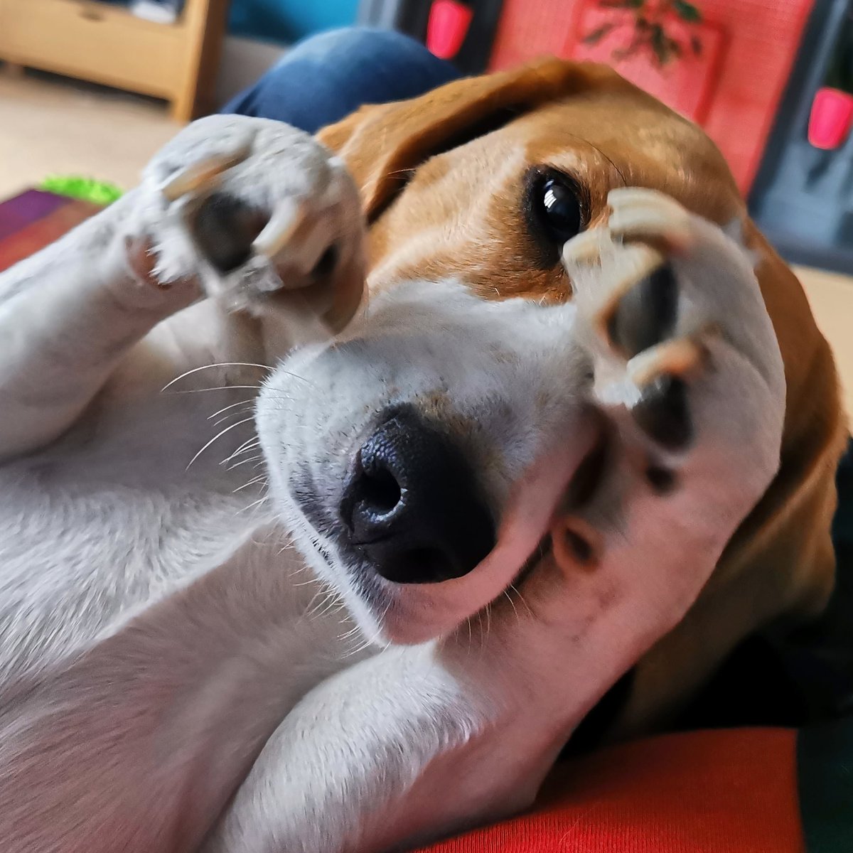 RioOfGlasgow's tweet photo. The excitement of the latest @StarTrekNetflix episode got a little bit too much for me..
#beagle #beaglepuppy #beaglesofglasgow #houndsofglasgow #hounddog #dogsofglasgow #RescueDog #familypack #monsterpups #LittlestMonsterpup #StarTrekDiscovery #startrek #discovery https://t.co/nH0ahXDIzA