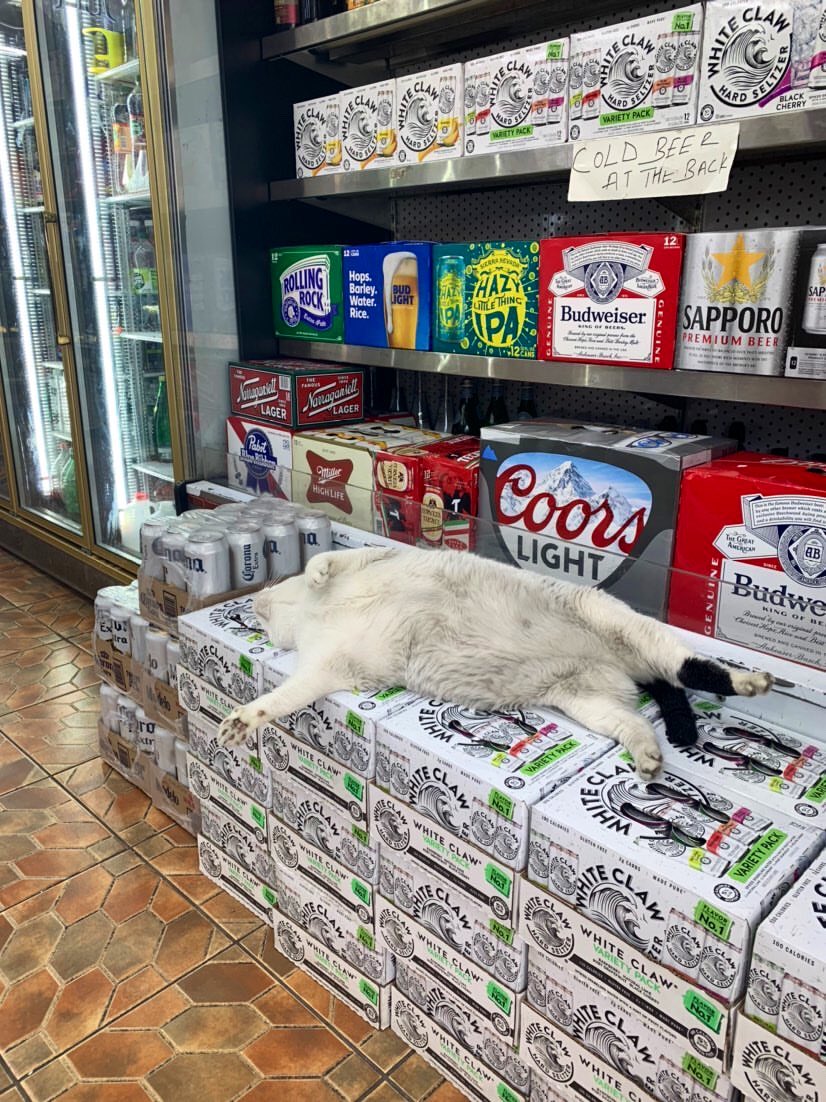 Bodegacats_'s tweet image. 