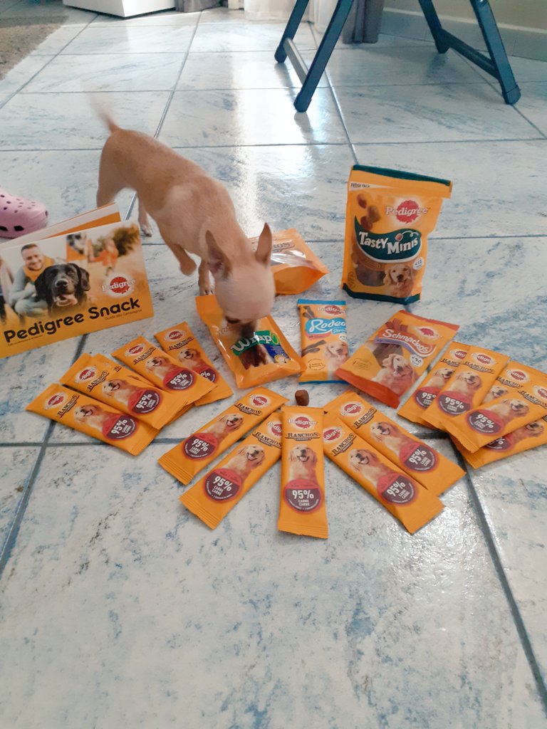 VicioBel's tweet photo. Lei felice circondata da Snack... #pedigreesnack #pedigree #theinsidersitalia #insiderstories https://t.co/3St2hI8eSS