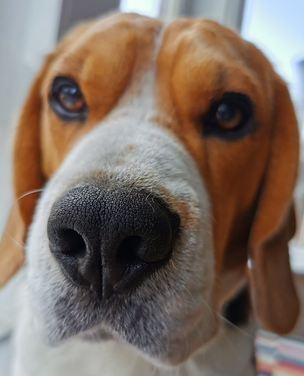 Boop! #beagle #beaglepuppy #beaglesofglasgow #houndsofglasgow #hounddog #dogsofglasgow #familypack #monsterpups #biggestmonsterpup #boopdasnoot