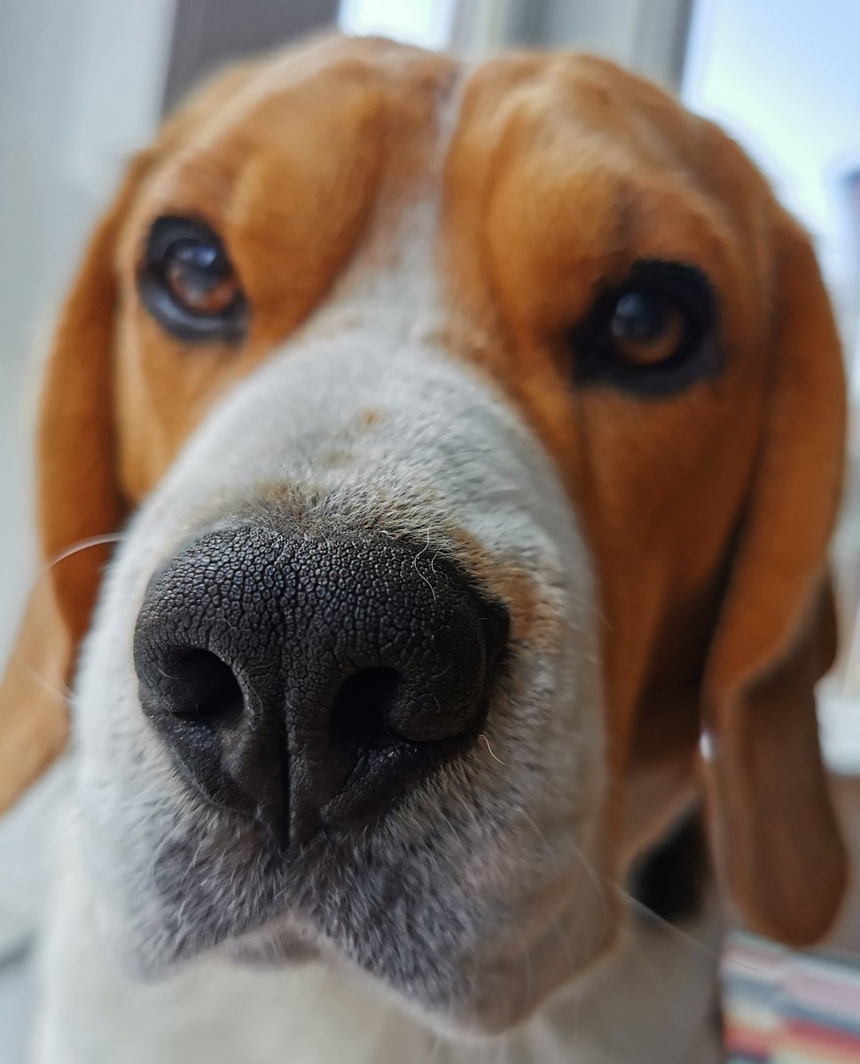 Boop!

#beagle #beaglepuppy #beaglesofglasgow #houndsofglasgow #hounddog #dogsofglasgow #familypack #monsterpups #biggestmonsterpup #boopdasnoot