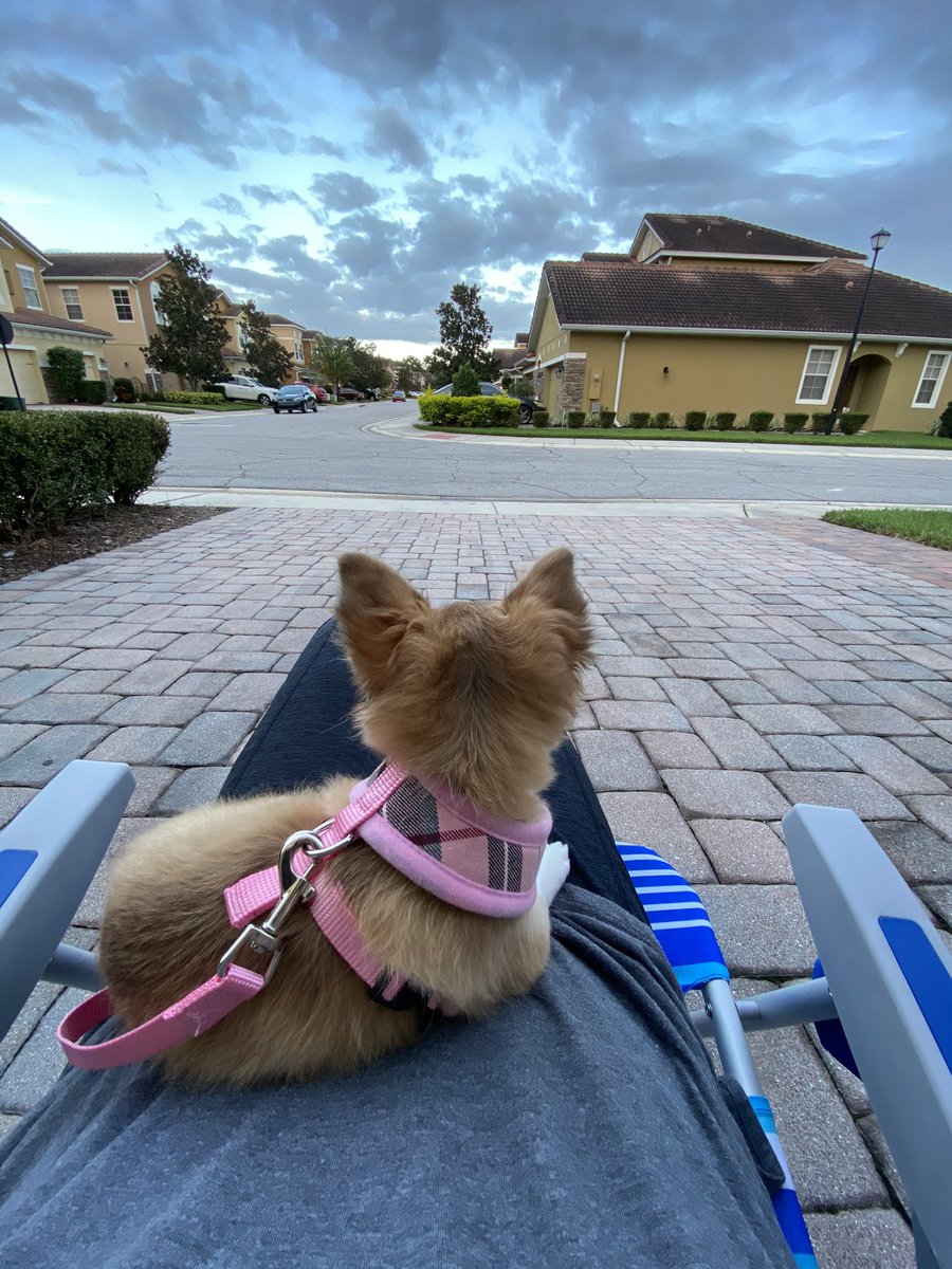 drlester2020's tweet photo. Reflective Saturday evening with my sweet Coco and beautiful skies. #puppylove #lookingforward #taketimetobreathe https://t.co/HWp2jPYUrs
