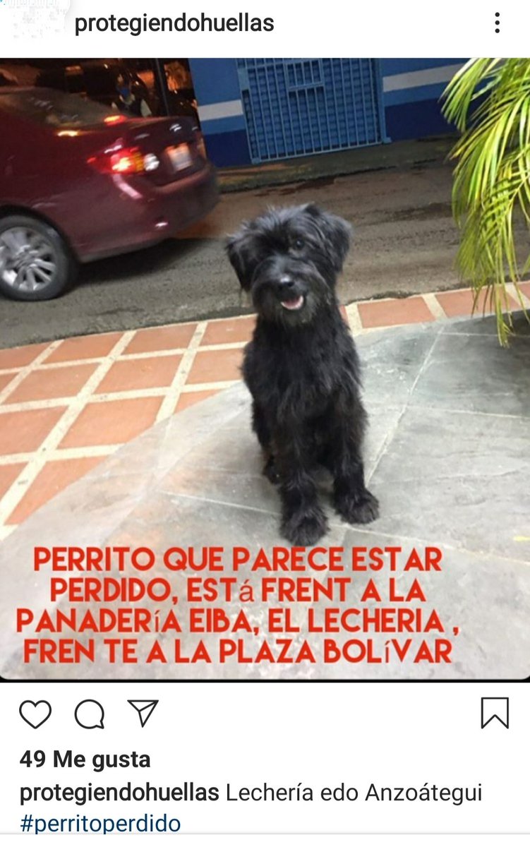 #EXTRAVIADO RT <a href="/margararamos/">𝕄𝕒𝕣amos24</a>: Perrito al parecer extraviado. Se encuentra en Lecherías, Anzoátegui. Favor difundir