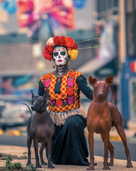 El Xoloitzcuintle, tambi&eacute;n conocido como "Perro sagrado de piel bermeja" es el guardi&aacute;n que auxilia las<a href="/tag/d%C3%ADademuertos"class="tags"><span>#d&iacute;ademuertos</span></a><a href="/tag/pueblomagico"class="tags"><span>#pueblomagico</span></a><a href="/tag/somosrotamundos%20"class="tags"><span>#somosrotamundos </span></a>