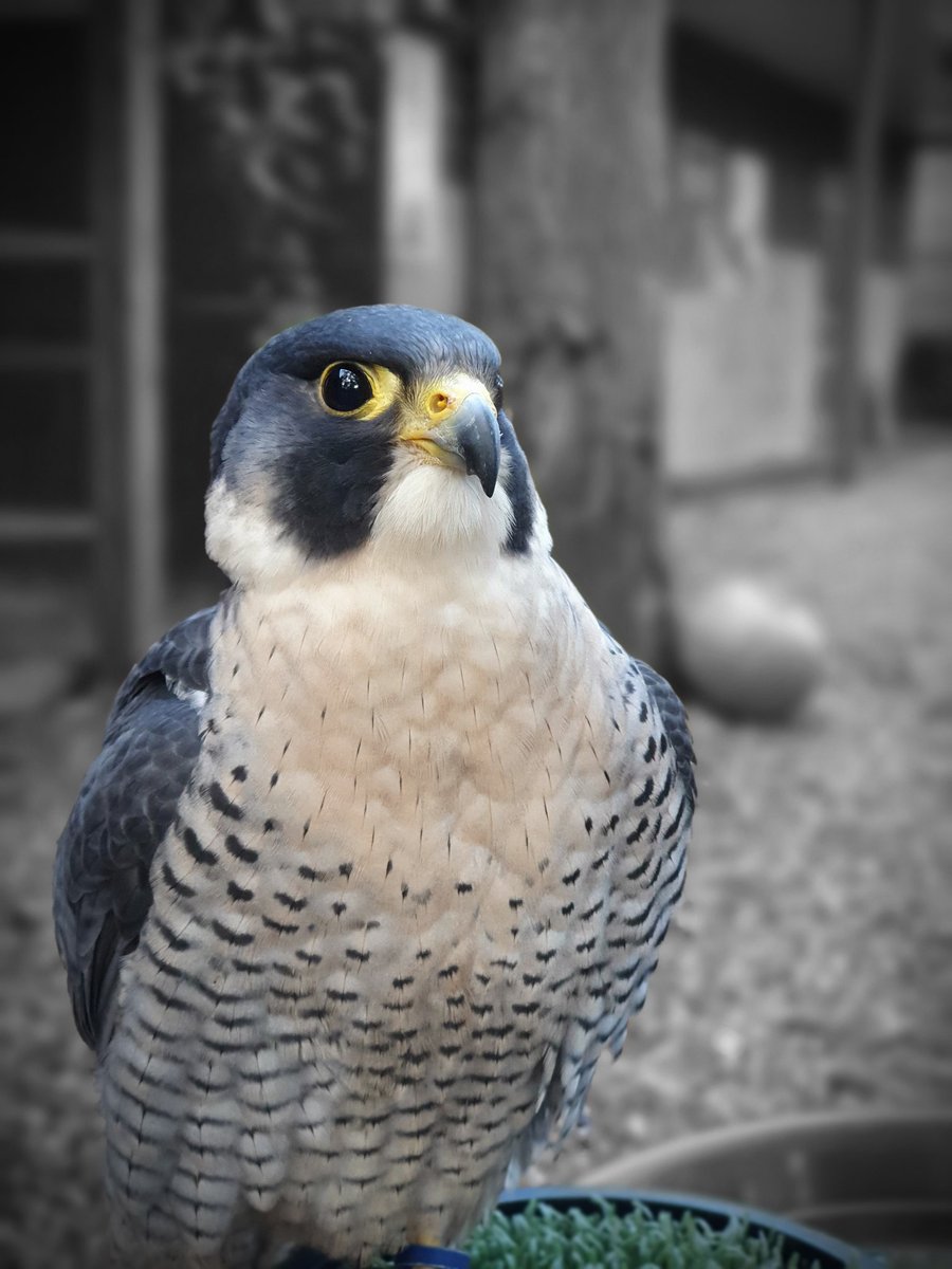 Some new faces are appearing all over the centre!  

Meet Harriet our female Harris hawk and Zeus our Tiercel! 
#imperialbirdsofprey
#birdsofprey  #falconry
