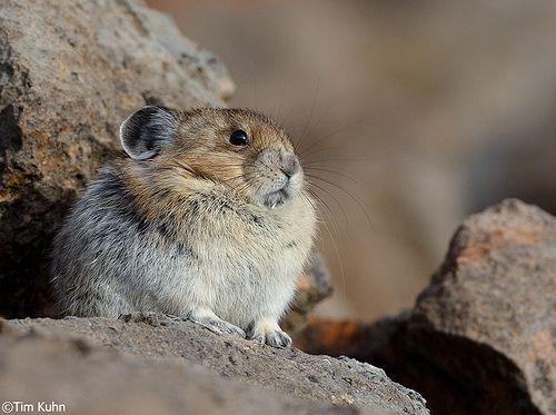 Pikas!