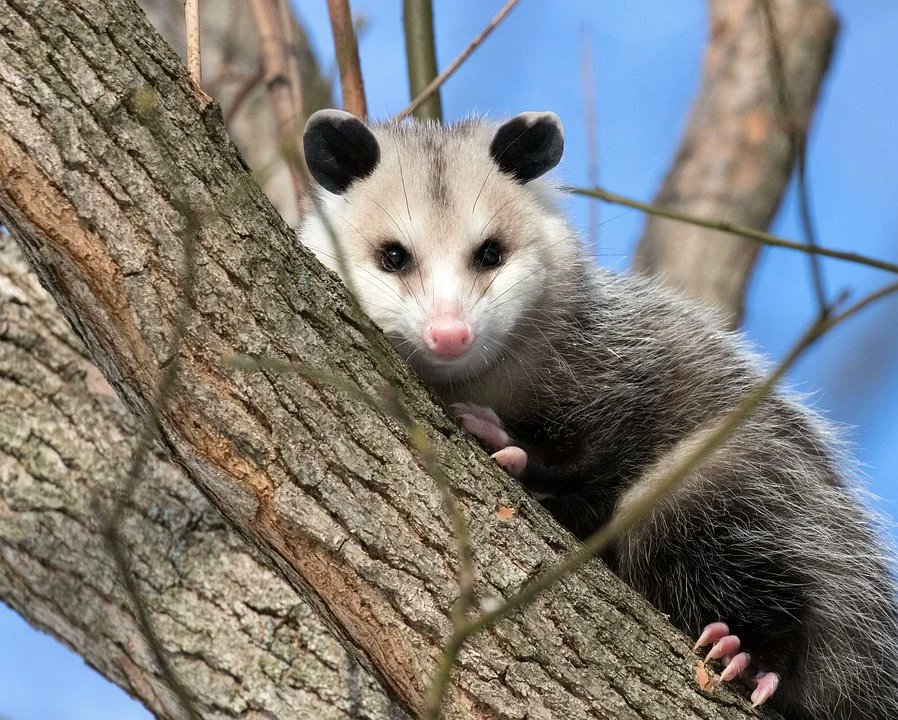 Possums (that isn't how it's spelled, but like-)!