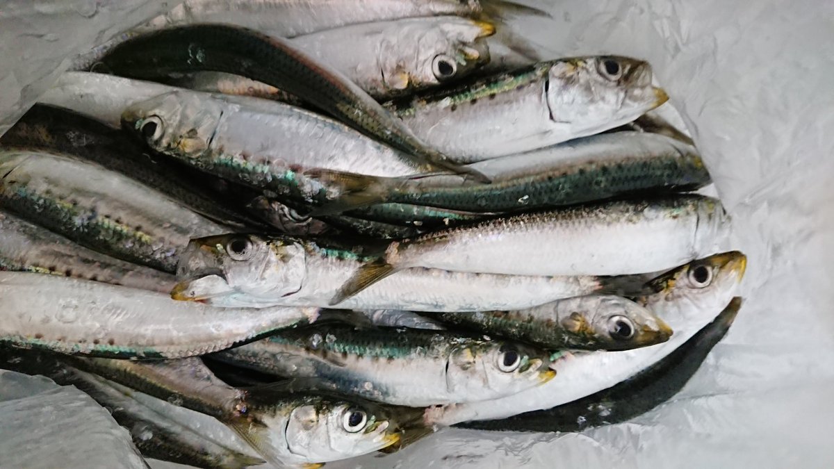 ゝw V 子供たちと銚子外港へ 6時頃から10時過ぎまで遊んできました イワシが入ってきてたみたいで3桁いったかいかないか位釣れました