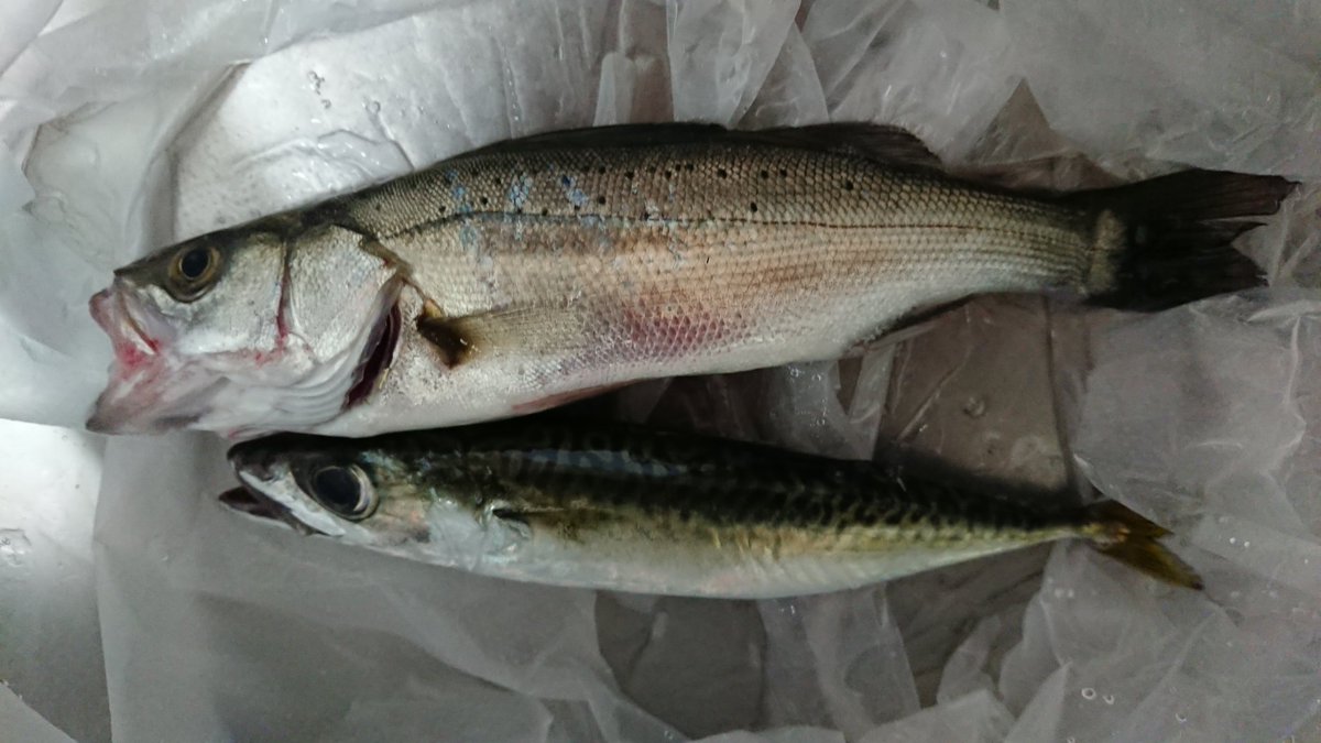 ゝw V 子供たちと銚子外港へ 6時頃から10時過ぎまで遊んできました イワシが入ってきてたみたいで3桁いったかいかないか位釣れました