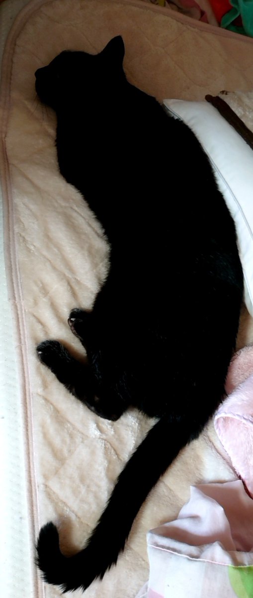 neko_ronko's tweet photo. シーツを冬仕様にしたら待ってましたとばかりにへばりついてます(=^・^=)

#黒猫 https://t.co/uU7EExCkp1