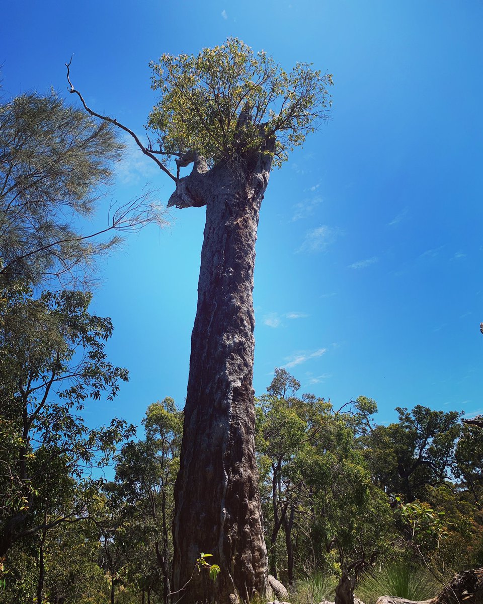 Majestic AF
#magestic #tree #oldtrees #eucalypt #eucalyptus https://t.co/P5upNFTbQD