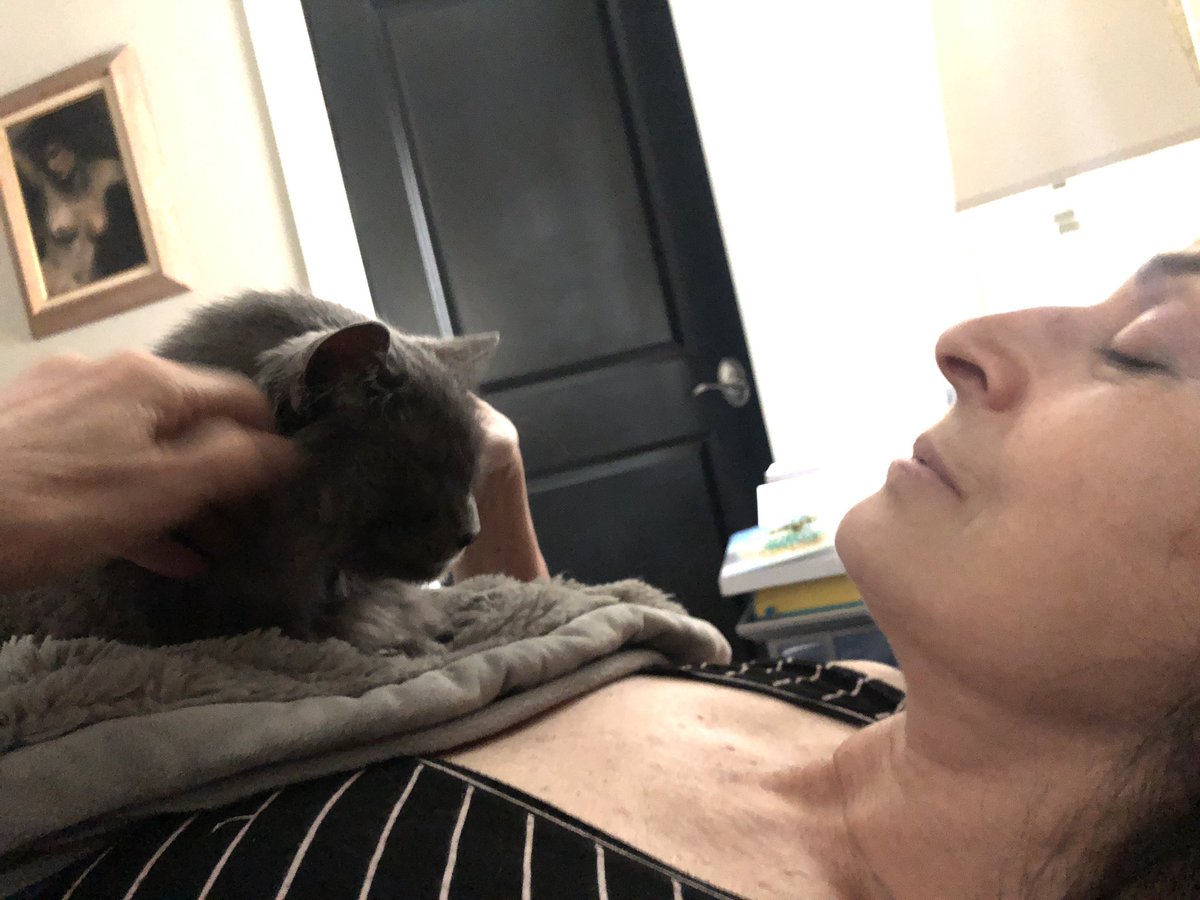 tyrantmichael's tweet photo. “If you’re my mommy, why do our noses look so different?” #CatsOfTwitter #cats #tyrantsintherapy #disco #sketchcomedy #tootufftocry https://t.co/t7y1Osh13j
