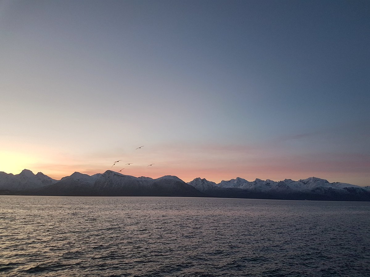 terjehaakstad's tweet image. 🏃‍♂️ Morning run. Only me and some cormorants who are awake. #running #Sortland #Norway