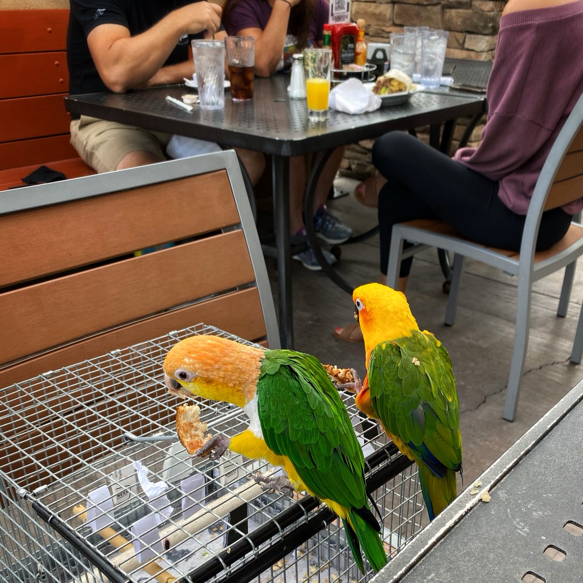 DixieTheCaique tweet media