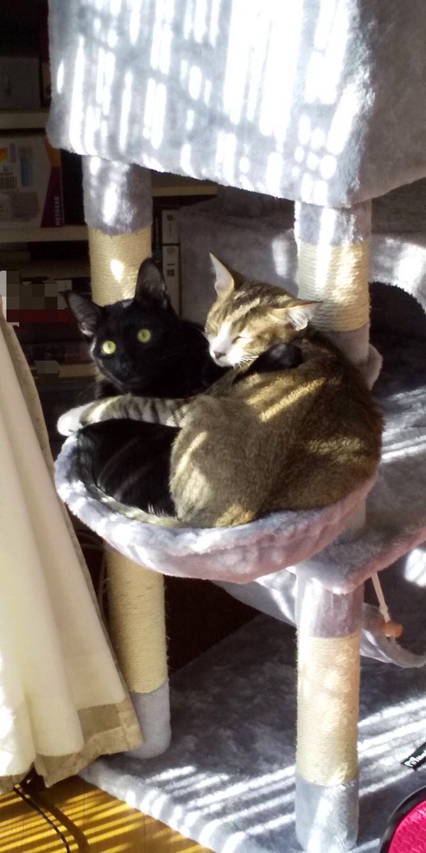 猫と過ごす休日