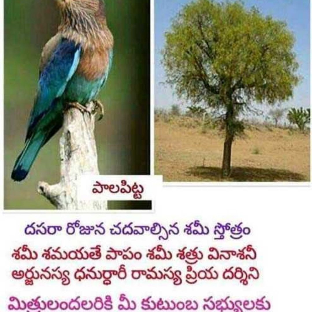 ramana9908's tweet photo. Happy Dasara https://t.co/NSAY0UAKNE