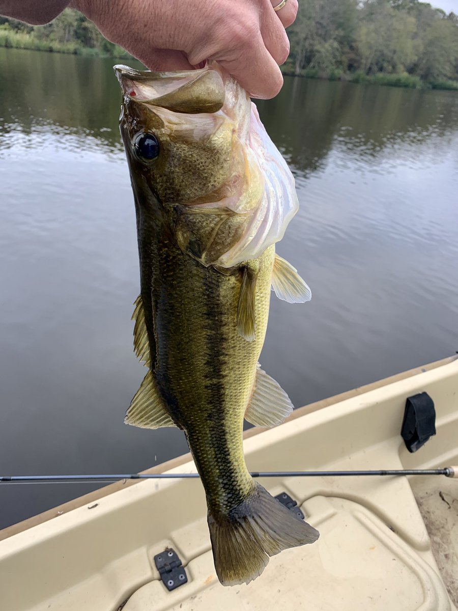 SoonerJohns's tweet image. Beautiful evening on #HiddenLake and a nice #bass to boot!