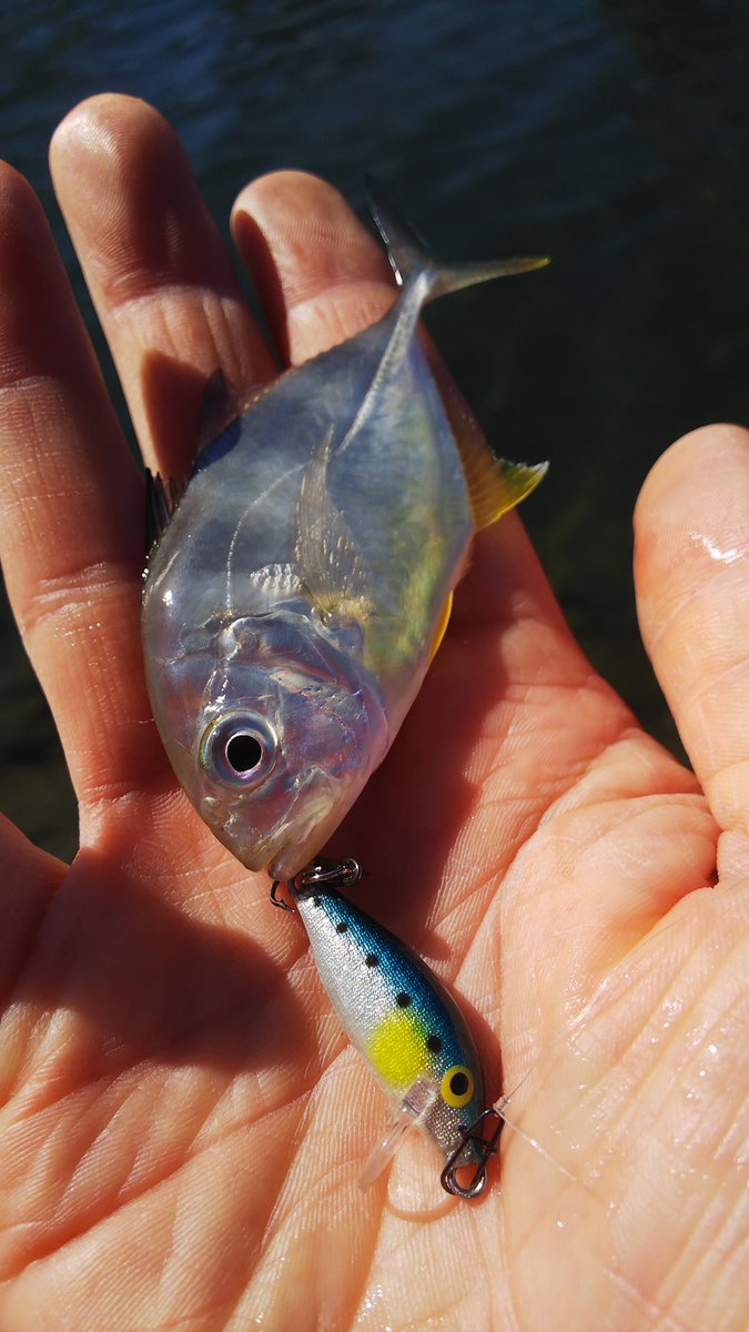 ラパラcd1 Twitter Search