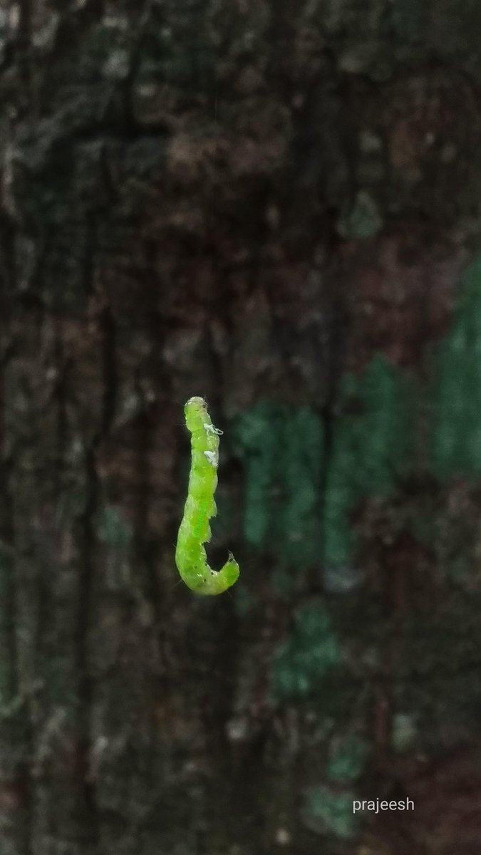 ManjeriPrajeesh's tweet image. Good morning