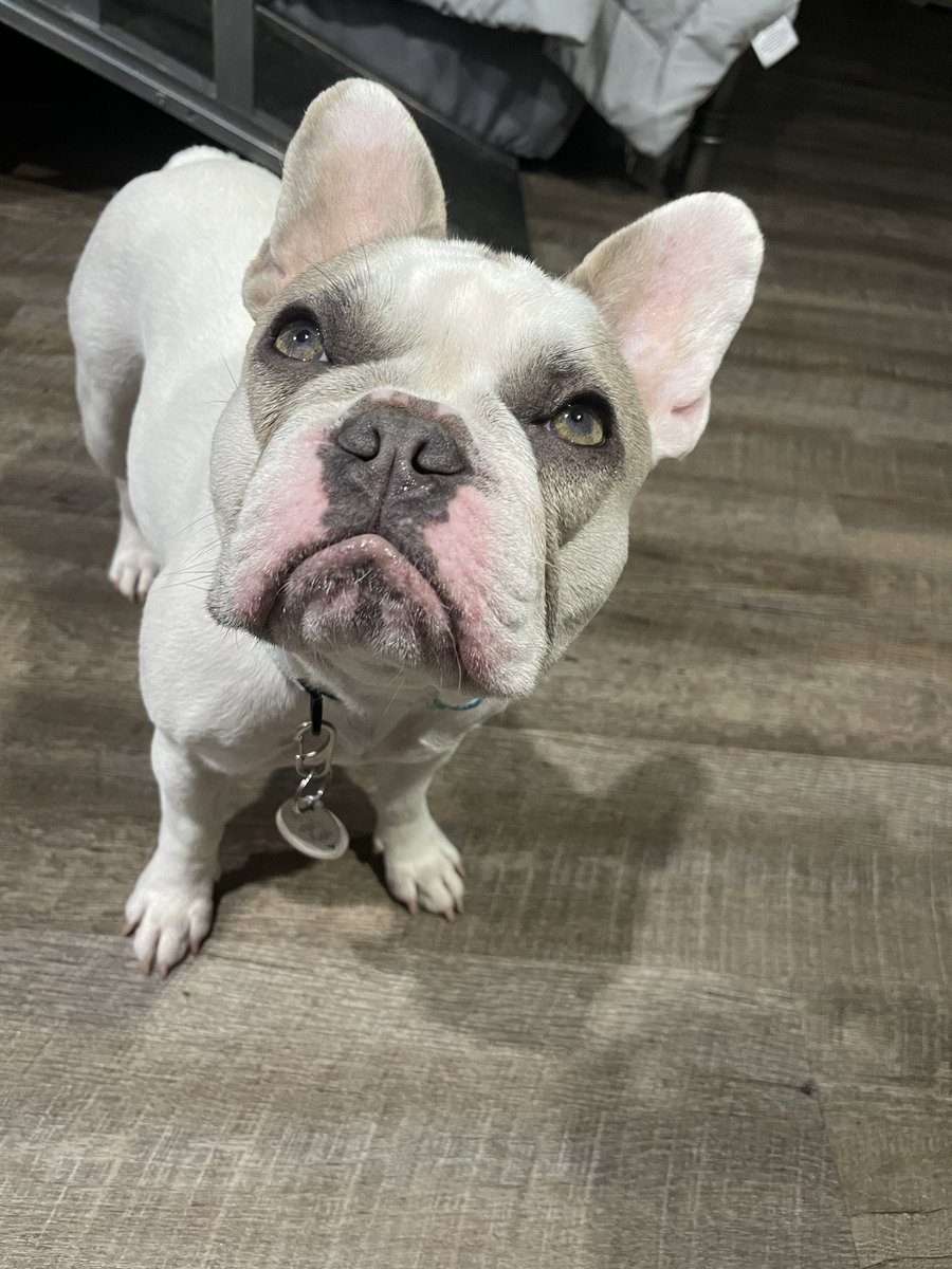 HoosierBullies's tweet photo. When you’re SO TIRED.... but you definitely heard a piece of popcorn hit the floor #cleanupcrew #reportingforduty #sacrifices #whywontyouletmehelpyou #IBDproblems #iwokeupfornothing 😑 https://t.co/FgCj96tcBH
