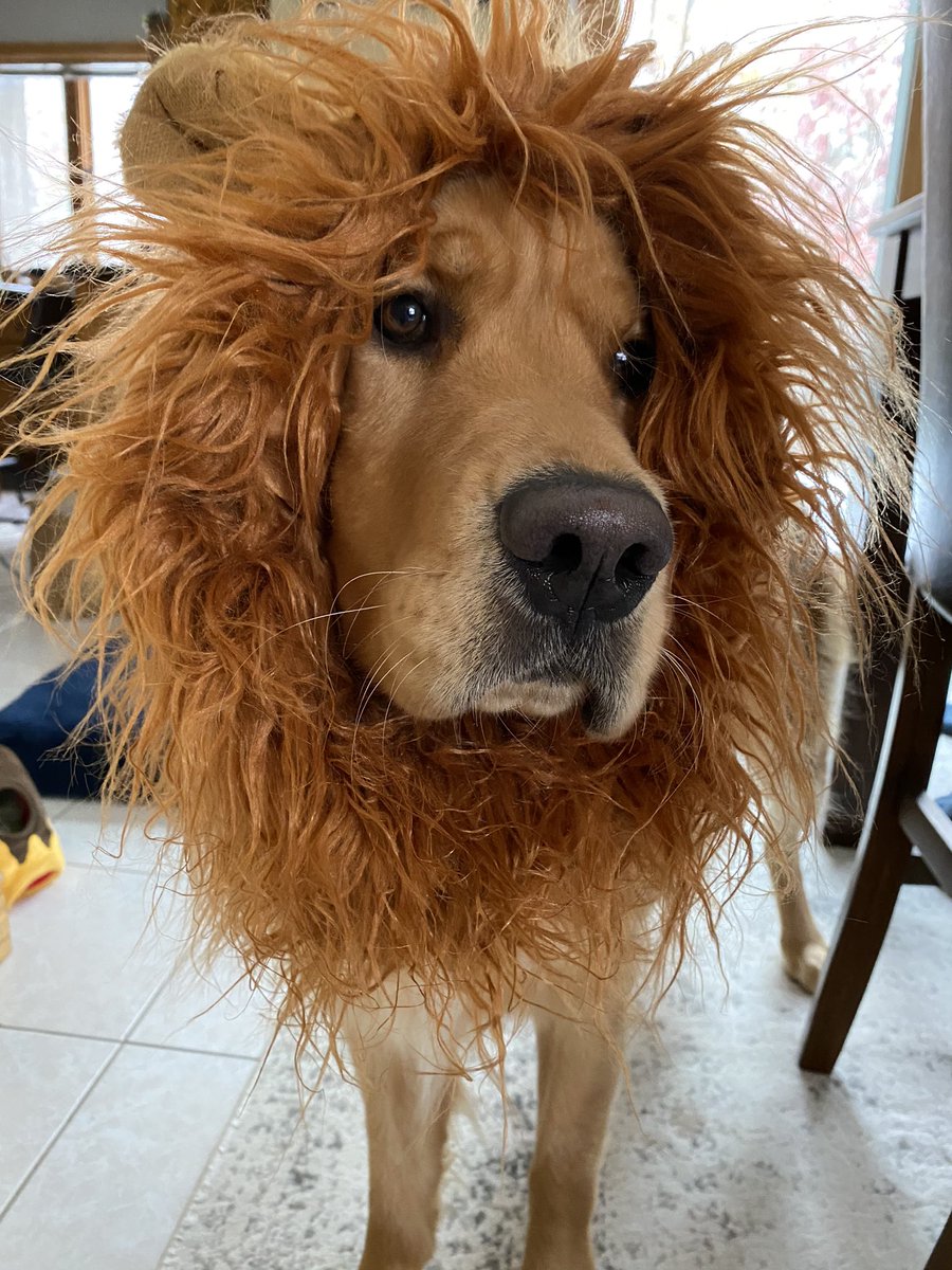 jessgaumer's tweet photo. Halloween is still around the corner, right? Here’s my scary lion 🦁 #mrmaverick https://t.co/YYC01X8Gq5