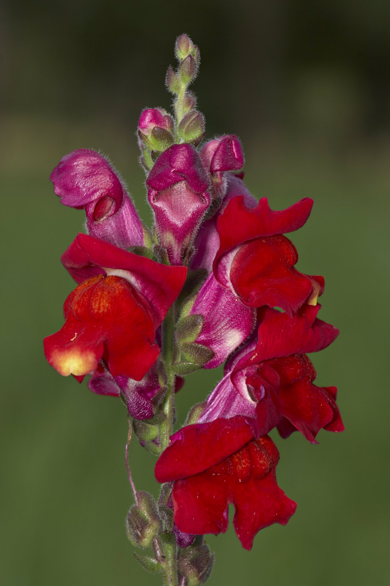 草木のこと Antirrhinum Majus キンギョソウ 地中海沿岸域を原産地とするオオバコ科の植物 一般的には一年草 日本では花の姿が金魚のようだとされるが 英語圏では龍の口に例えられ Snapdragonと呼ばれる 花が枯れた後に残る種莢については以前書いた