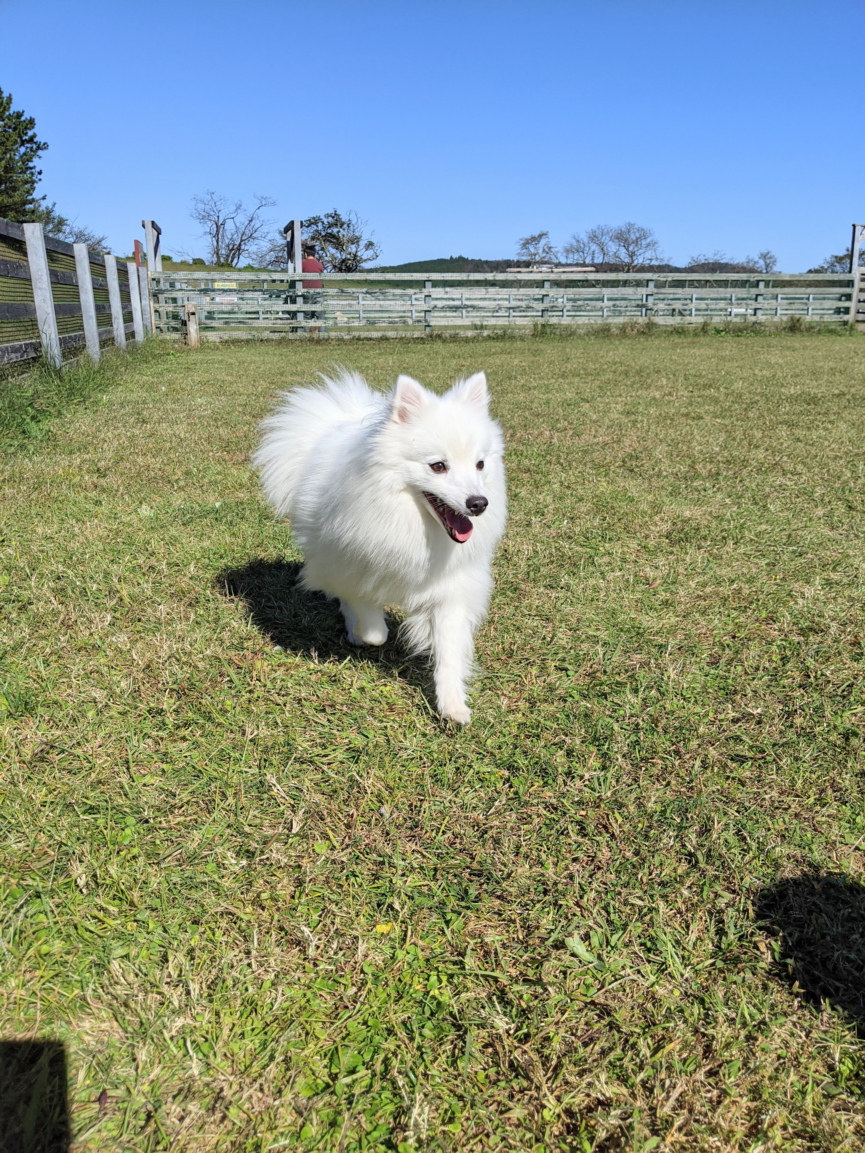 ワンちゃんまなび園 Wamiハッピードッグ 看板犬ロッシ マザー牧場のドッグラン満喫中 犬の幼稚園 看板犬 マザー牧場 ドッグラン T Co Xut0reavxb Twitter