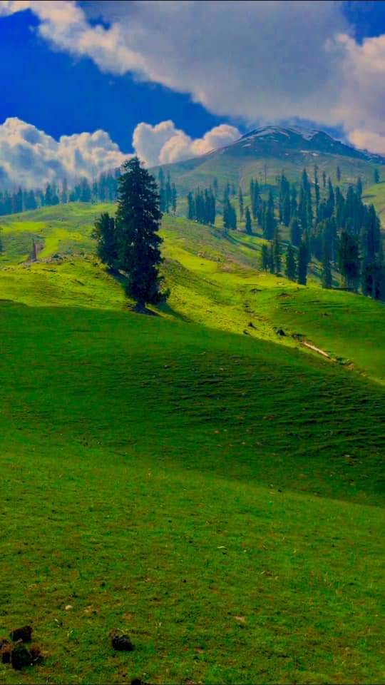 kumratvalley's tweet photo. Good Morning 🌻 Pakistan 🇵🇰.
#ShellTop #Kumratvalley Dir Upper Khyber Pakhtunkhwa https://t.co/kDMOeEPqNn