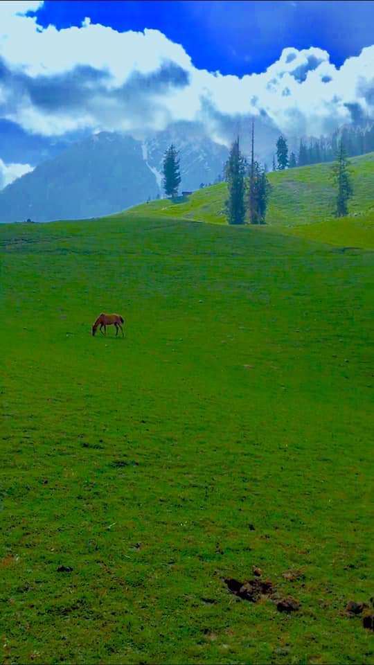 kumratvalley's tweet photo. Good Morning 🌻 Pakistan 🇵🇰.
#ShellTop #Kumratvalley Dir Upper Khyber Pakhtunkhwa https://t.co/kDMOeEPqNn
