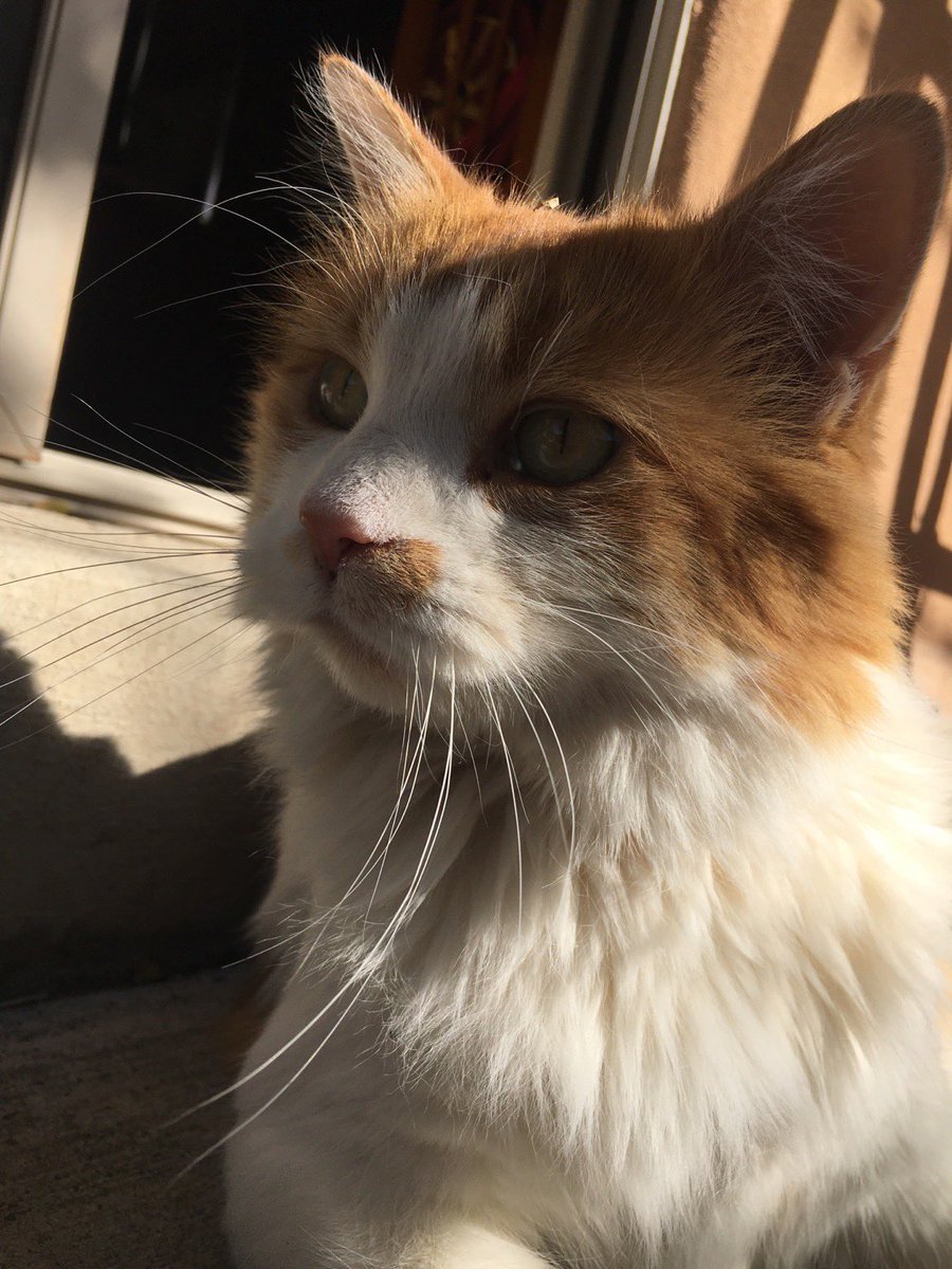 GusAshe's tweet photo. Posing for the camera #ashe #catsofsantafe #fluffycat #peaceful #cutie #whiskersfordays https://t.co/ZbqdWWFpCv