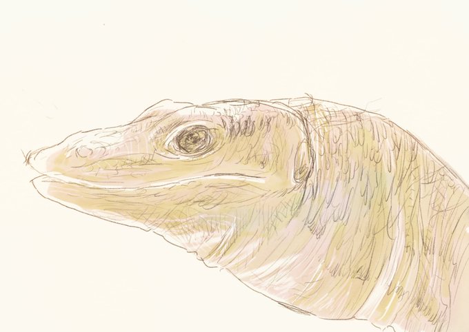 とかげのtwitterイラスト検索結果