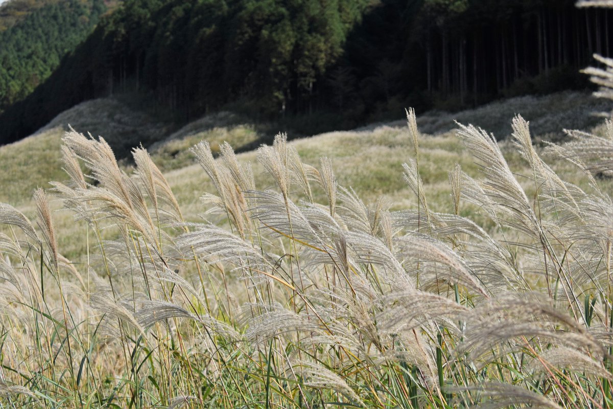 箱根湿生花園 V Twitter 仙石原すすき草原 の情報 令和2年10月24日の様子 現在 ススキは見頃を迎えています 銀白色に輝くススキをお楽しみください 箱根 仙石原 ススキ すすき 仙石原すすき草原