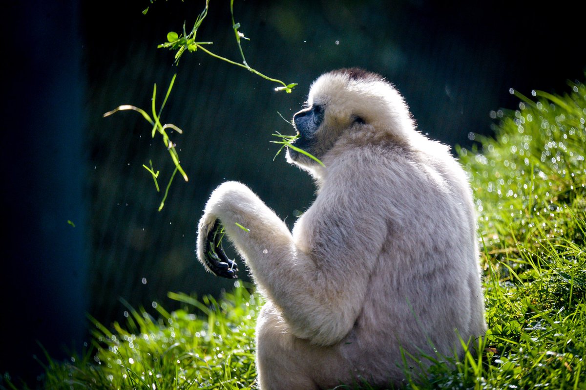 PtDefianceZoo's tweet photo. Meet white-cheeked gibbon Sunisa for #InternationalGibbonDay! Gibbons are critically endangered. Much of southeast Asiaโs rainforest destruction is to make room for palm oil plantations. Check products you use for sustainable palm oil, and encourage companies to make the switch. https://t.co/PM9kjFyiAK
