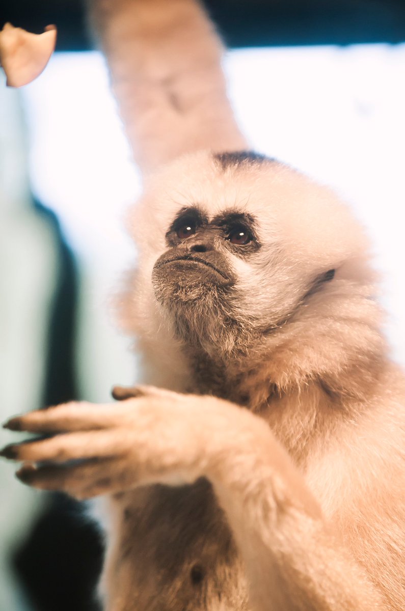 PtDefianceZoo's tweet photo. Meet white-cheeked gibbon Sunisa for #InternationalGibbonDay! Gibbons are critically endangered. Much of southeast Asiaโs rainforest destruction is to make room for palm oil plantations. Check products you use for sustainable palm oil, and encourage companies to make the switch. https://t.co/PM9kjFyiAK