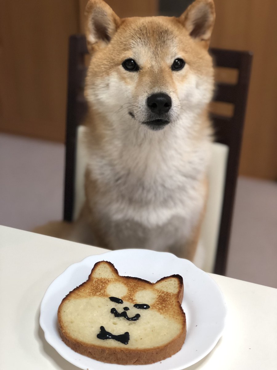 柴犬レッカたん ねこねこ食パンをしばしば食パンに ちなみにチラチラ目を引いてるであろう日焼けした柴さんはおとちゃ作 イケワン お嬢さん俺の顔いかがですか を添えて です