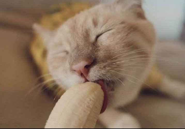 Можно ли кошкам банан. Котик лижет банан. Кошка облизывает банан. Рыжий кот облизывается. Кошечка в банане.