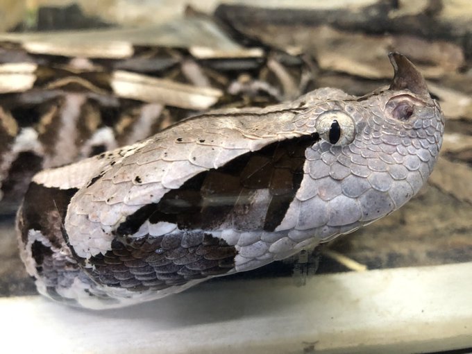 ガボンアダーのtwitterイラスト検索結果