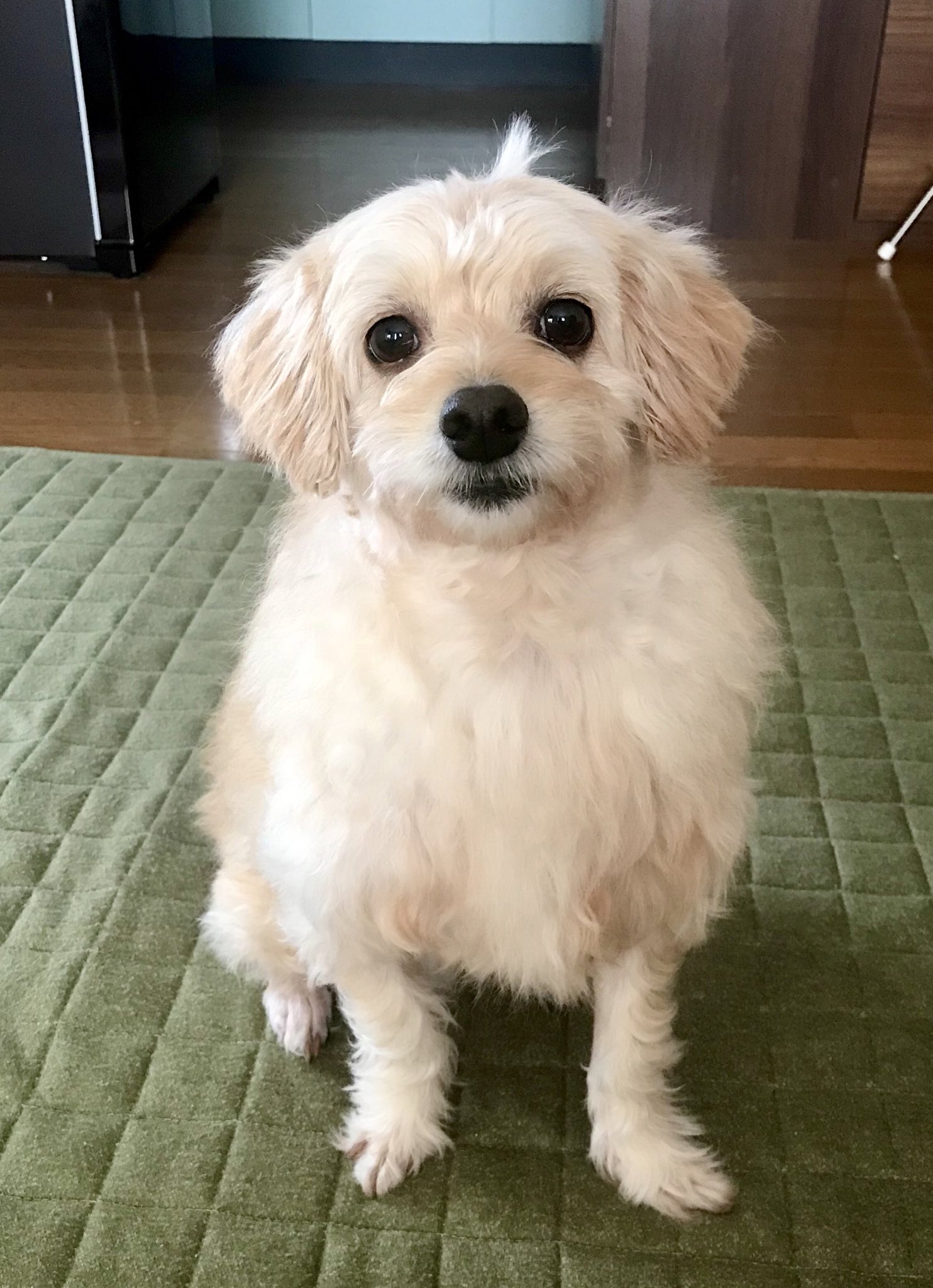 ネジ子 マルプーと検索すると 成犬 かわいくない というワードが出てきた かわいくない だと 子犬が可愛いのは当たり前だけど 成犬も超絶可愛いと思う マルプー T Co 3ok3ptqahr Twitter