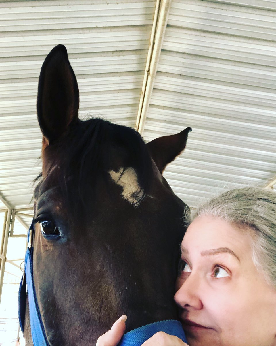AnnEveDingell's tweet photo. Spent the morning with this guy: He needed to runrunrunrun. So did I.Then he rolled in the sand while I cleaned tack. I’d call that a perfect morning. 
#magnumthehorse #sommertimefarms #percheron #thoroughbred #halfdraft #equestrian #equestrianlife #equestrianstyle #hunterjumper https://t.co/EcJb3Nev8d