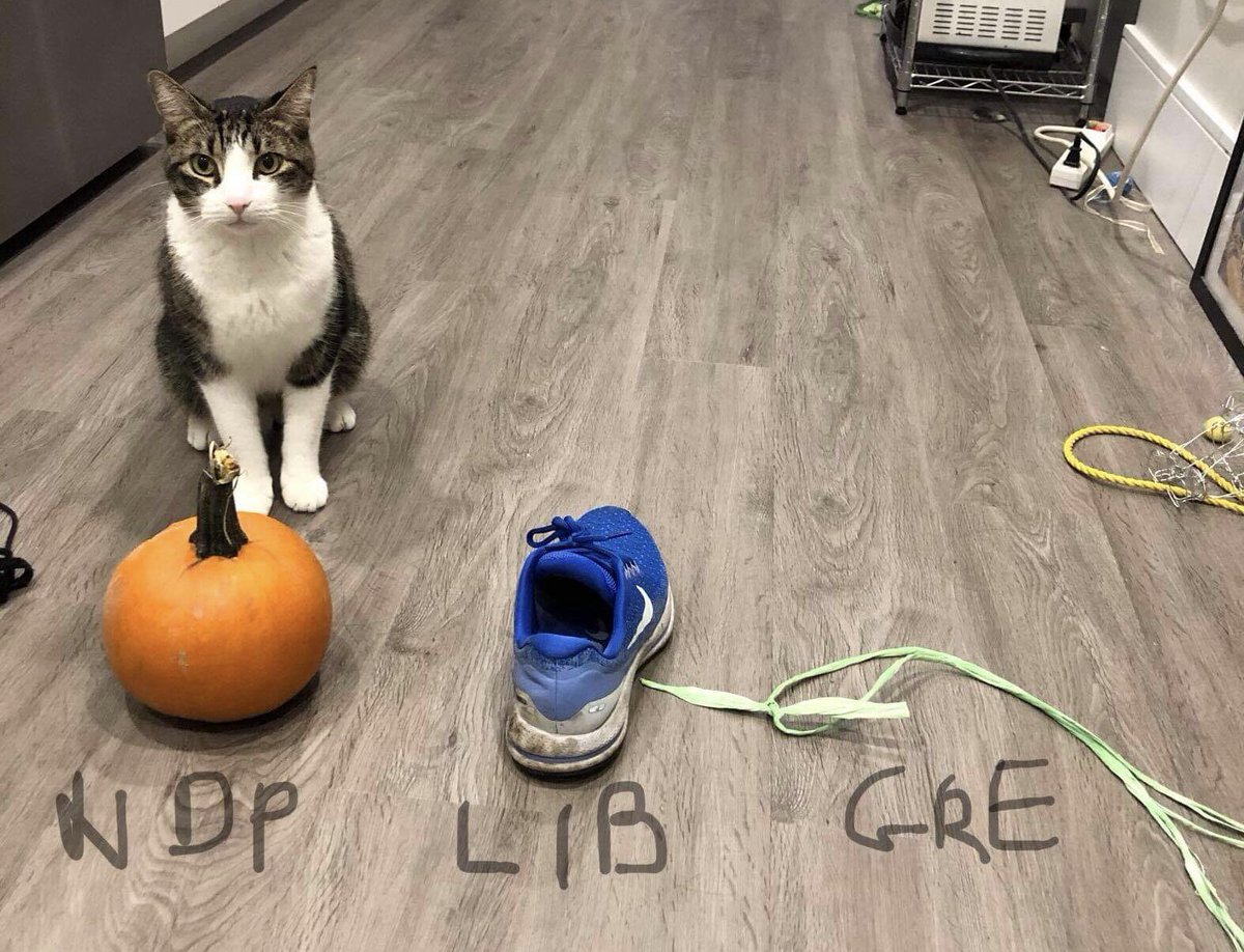 BREAKING MEWS: our Chief Cat-istician coming in with his results. #BCelxn2020