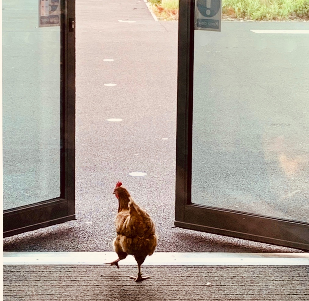 ChickensofR's tweet image. That’s us ‘clucked’ out for half term. Miss Scott @ScottLyndsey  we will miss you the most 😘 See you soon 🐔 #schoolchickens #happyhens #halfterm