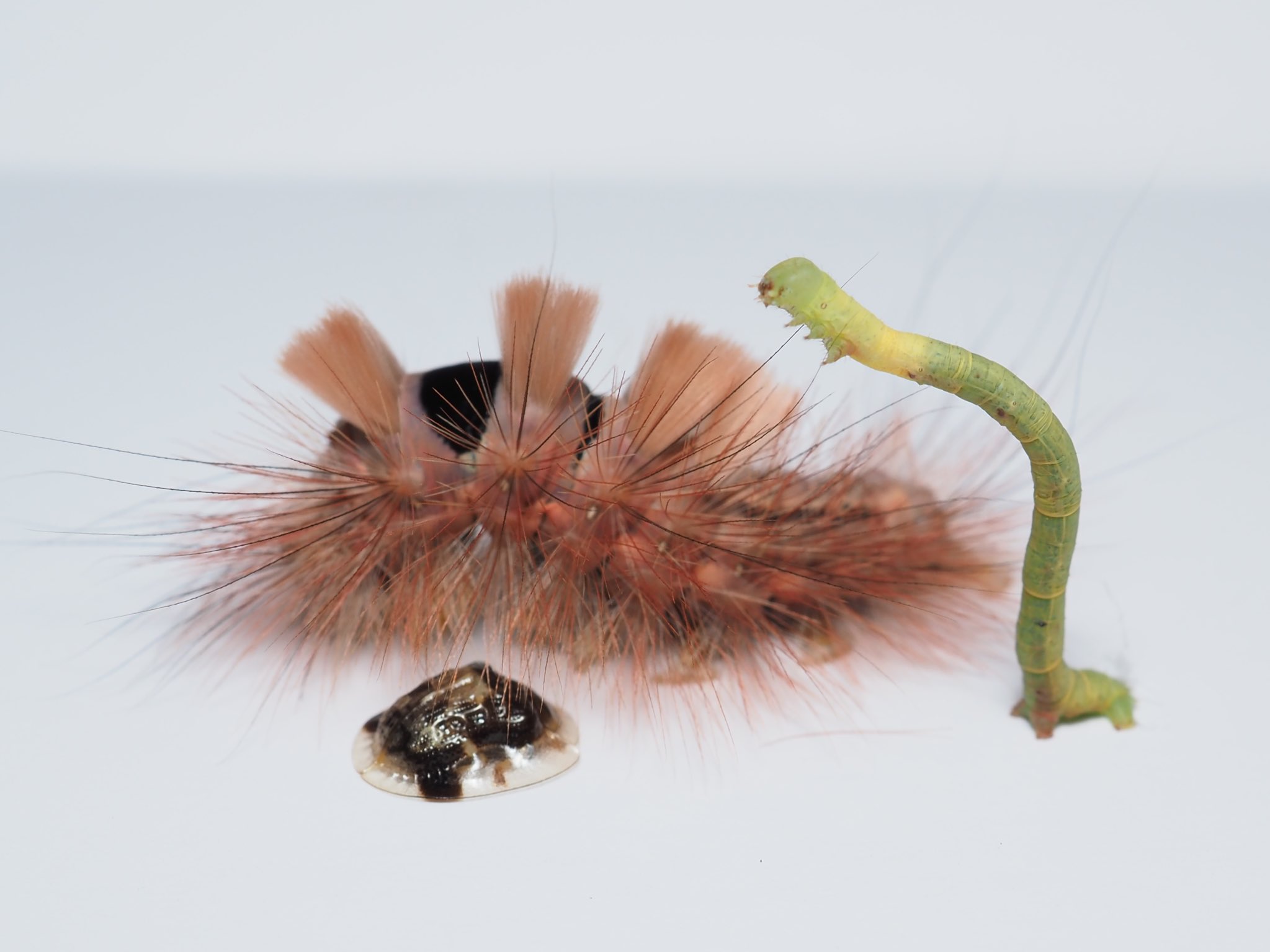 Twitter 上的 箕面公園昆虫館 見つけた虫たち イチモンジカメノコハムシ リンゴドクガ幼虫 シャクガ幼虫 調べます 可愛い 可愛い 罒 ｳｼｼｼｼ ローズネット T Co Ufgkexqr8h Twitter