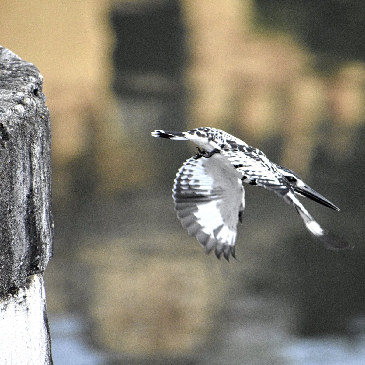 #PiedSunday #IndiAves Kingfisher dive!