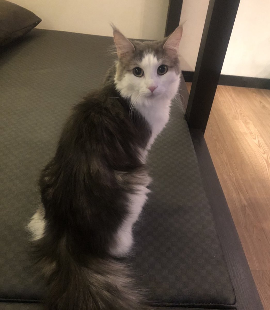 麻酔 整形失敗してたとき 誰にも会えないし猫カフェに よく行ってたけど 猫カフェの猫スレてて 餌無いと全く相手にしてくれず 余計悲しさが増した 笑