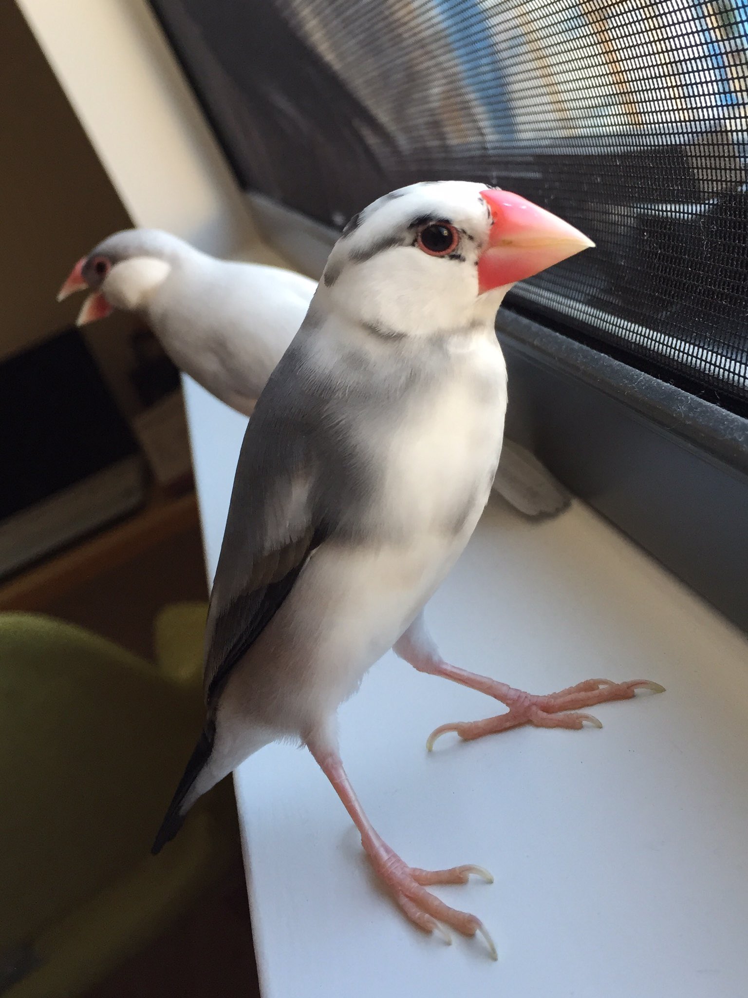 ふっきゅん ごま塩文鳥 塩多め さくちゃん完成 ふっきゅん ごま塩文鳥 塩多め さくちゃん完成