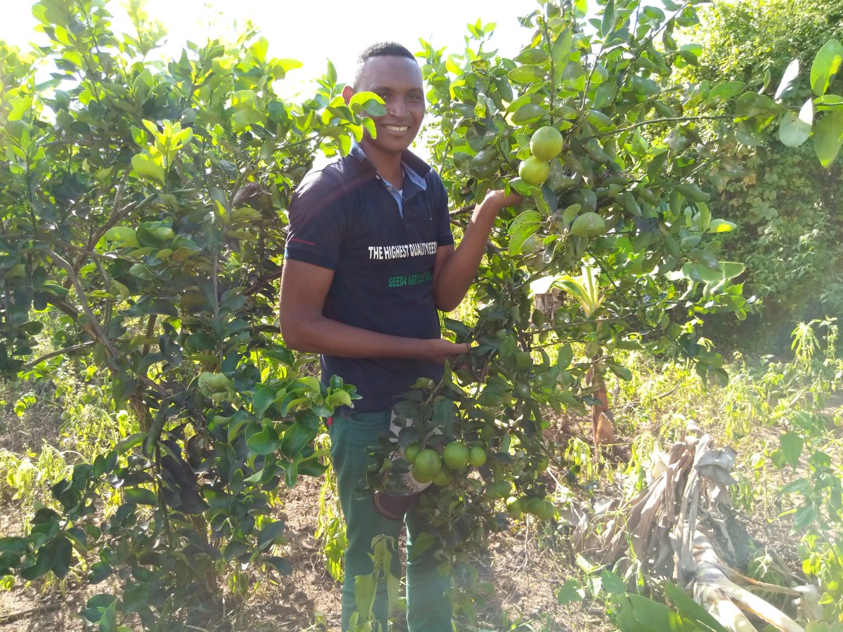 Selected from the nursery de offer the best quality #Seed for a desired #yield. Tree years After planting the result is there!
"Provinding the highest quality seeds"
<a href="/SeedforAg/">Seed4Ag</a>  vous offre les #plants de meilleure qualité. 3ans après la mise en terre le résultat est là !