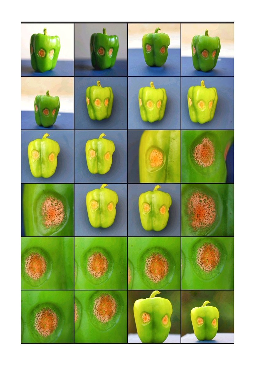 Anthracnose of capsicum.....#plant #pathology #pathogen #disease #anthracnose #plantpathogen #capsicum #plantdisease