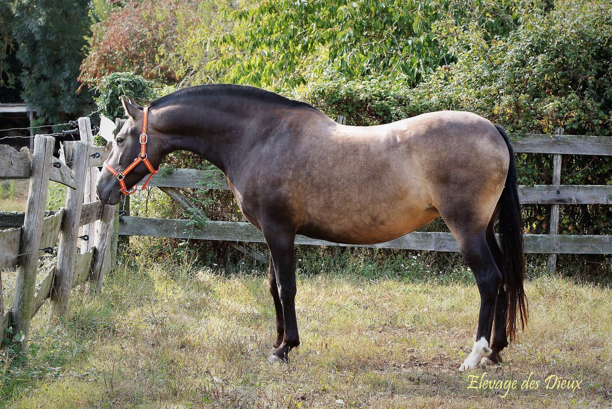 AnneCoynault's tweet photo. Poulinière .  
AG IMPREVISTA PRE de robe Isabelle .
Apte à la reproduction en PRE .
Née en 2010 .
Très gentille .
Sur notre élevage à produit 2 pouliches de robe crème qui sont gardés sur notre élevage .
AG Imprevista est disponible  vide https://t.co/OPc9HJmGzw